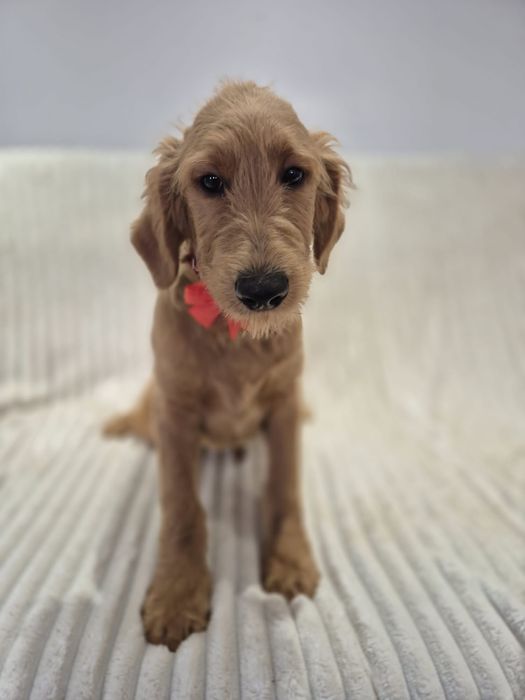 Goldendoodle f1 standard