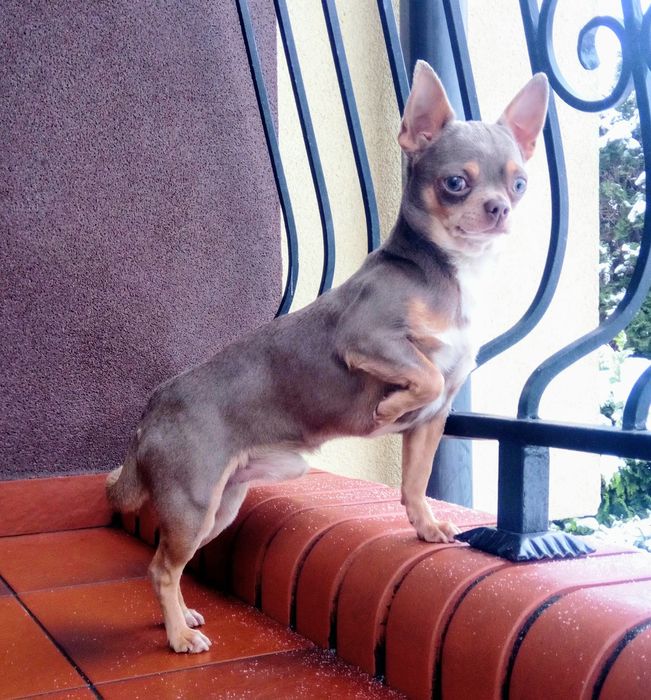 Chihuahua- krycie