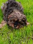 Cavapoo - ostatni piesek
