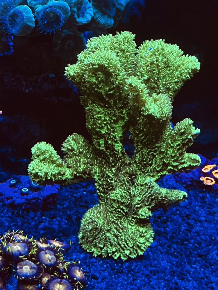Koralowiec akwarium morskie Hydnophora Neon Green