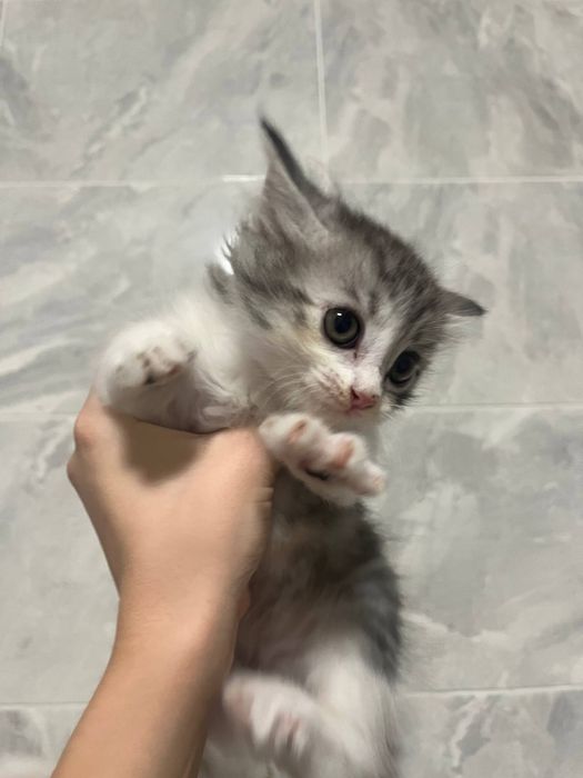 Котята ищут семью.