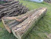 Akacja  na materiał 60-70 cm