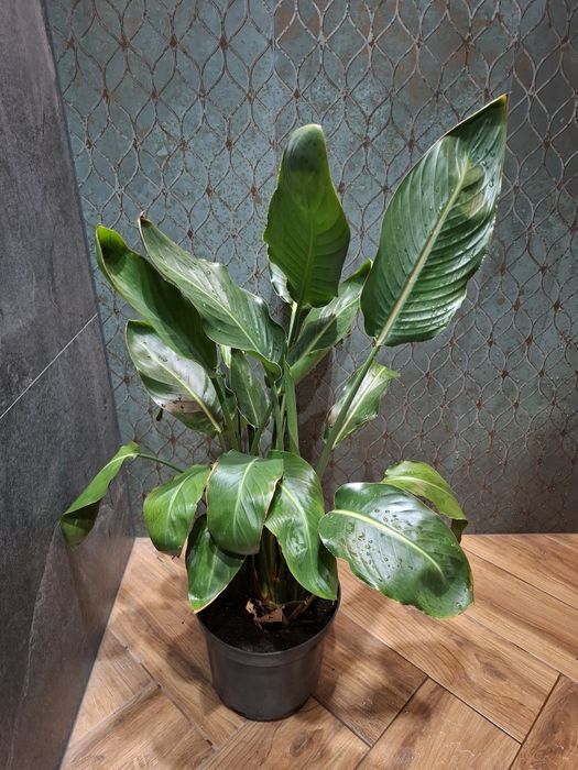 Strelicja królewska