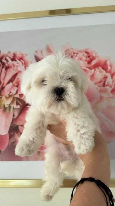 Piękna Suczka z Metryka. Maltańczyk. Mini. Do odbioru.