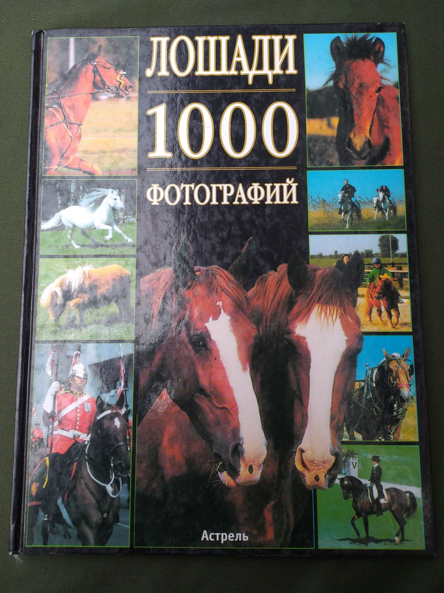 Лошади 1000 фотографий