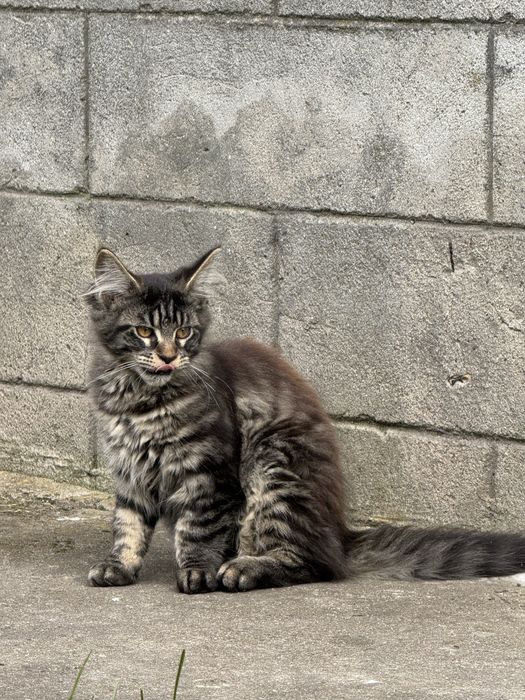 Котики мейн-кун