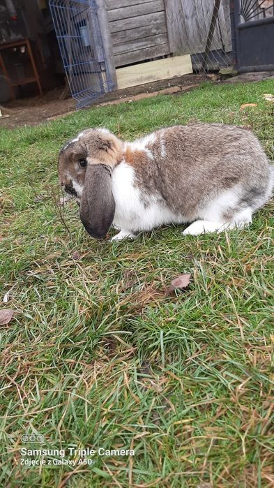 baran francuski samczyki