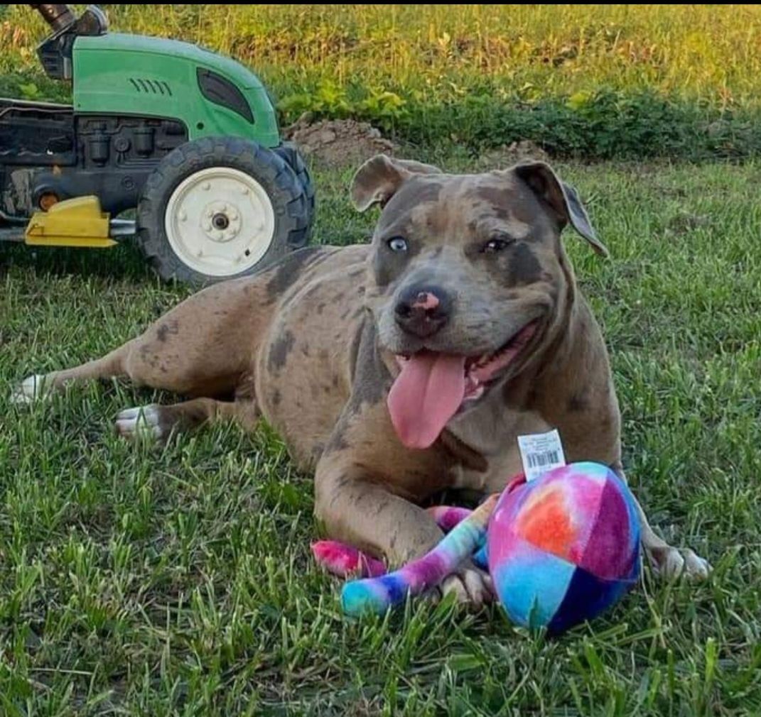 Amstaff_Merle_American Staffordshire Terrier