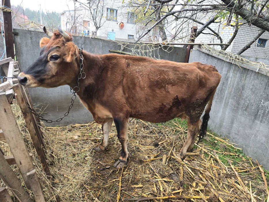 корова первістка Джерсі