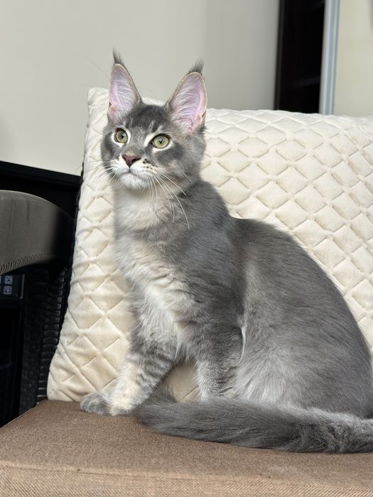 Ludovik-Kocurek Maine Coon