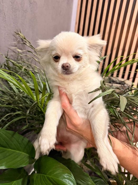 Chihuahua długowłosa dziewczynka ZKwP