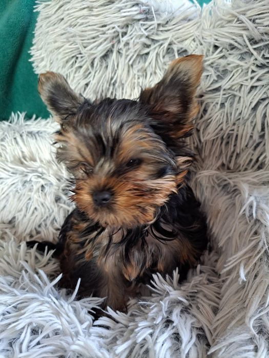 York shire Terrier  mini piesek