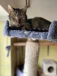 Kocurek Tigru od 5lat do adopcji :(