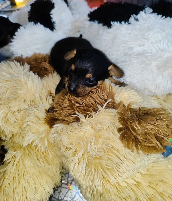 Pinczerek miniaturka