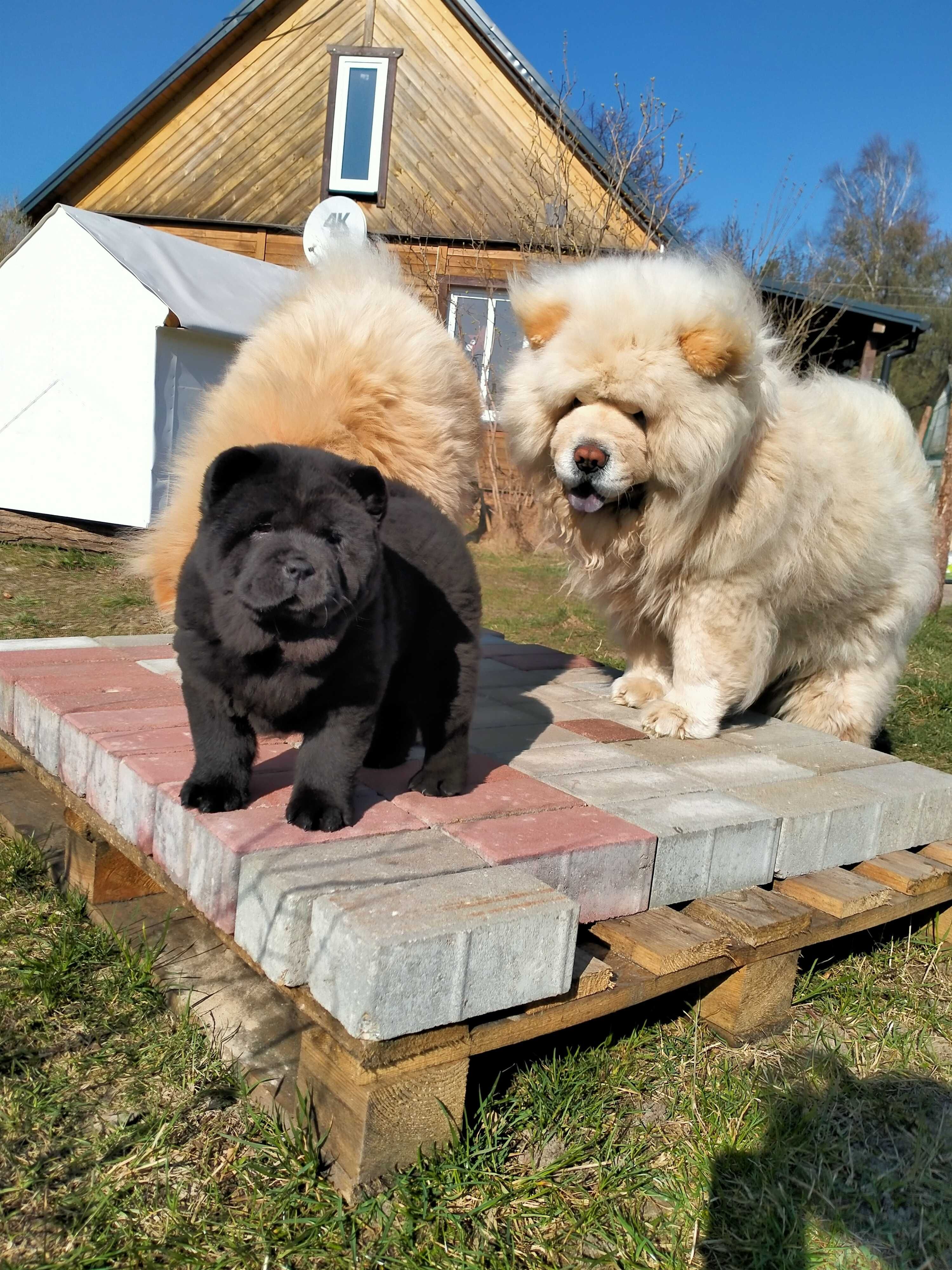 Kremowy pies chow chow Dorosły. Mazowieckie