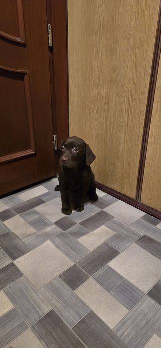 Labrador retriver czekolada