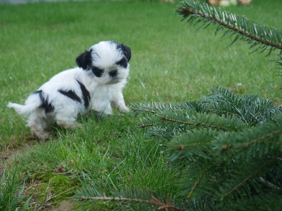 SHIH TZU - mini piesek