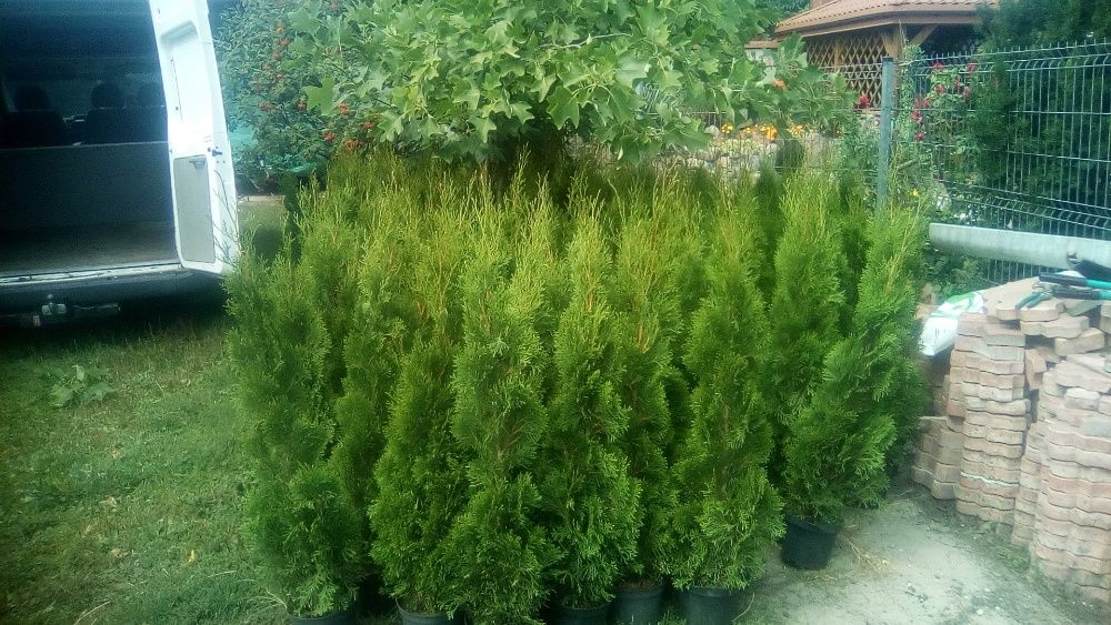 Tuja szmaragd, ok 80/100cm ,doniczka, gotowe do sadzenia