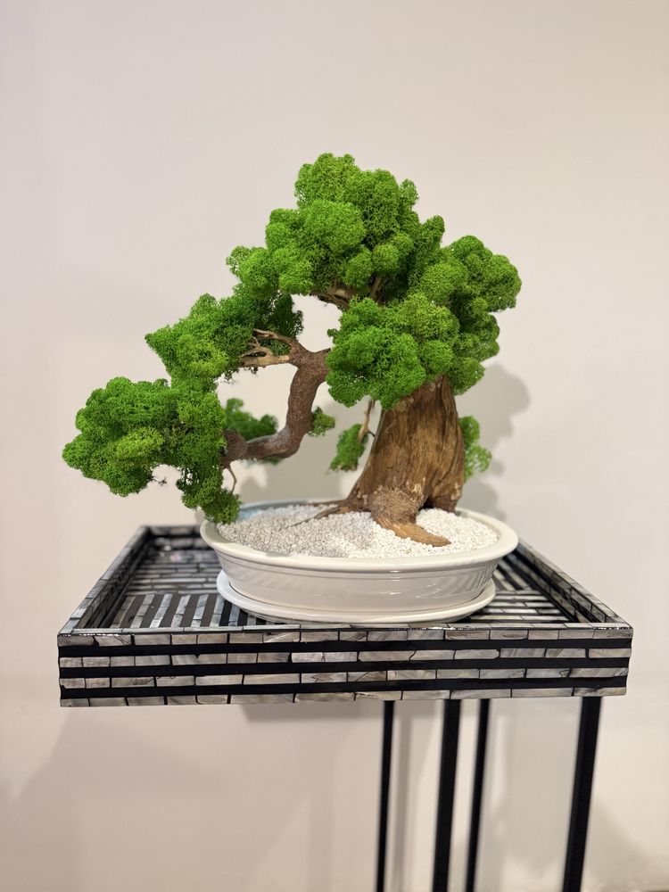 Drzewko Bonsai mech chrobotek PREMIUM-bzobsługowe
