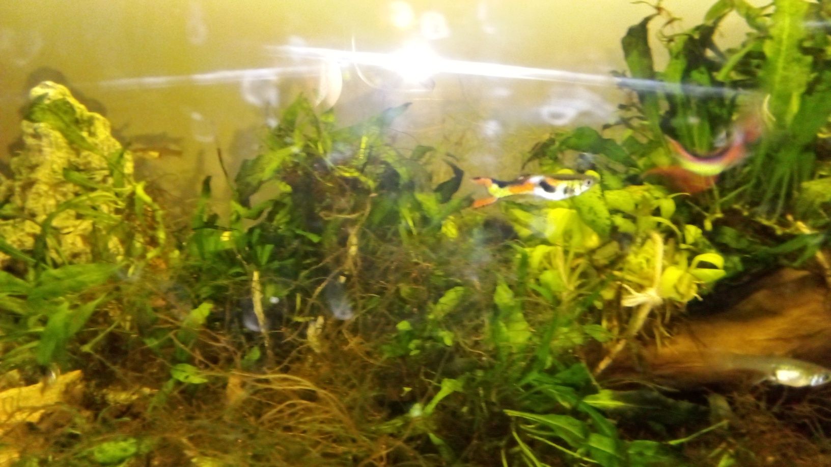 Endlers guppy adultos