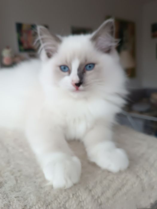 Kocurek Ragdoll blue mitted z legalnej hodowli