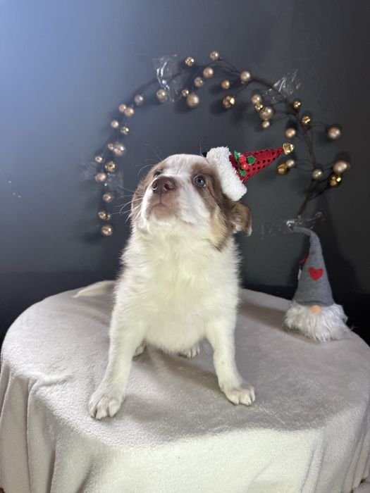 Border Collie Chocolate fantAUstico