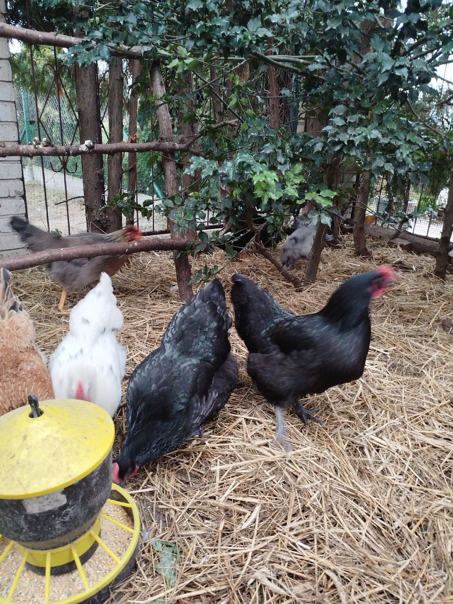 Australorp kura dorosła