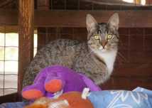 Gryzelda - pręgowana młodziutka koteczka do adopcji.