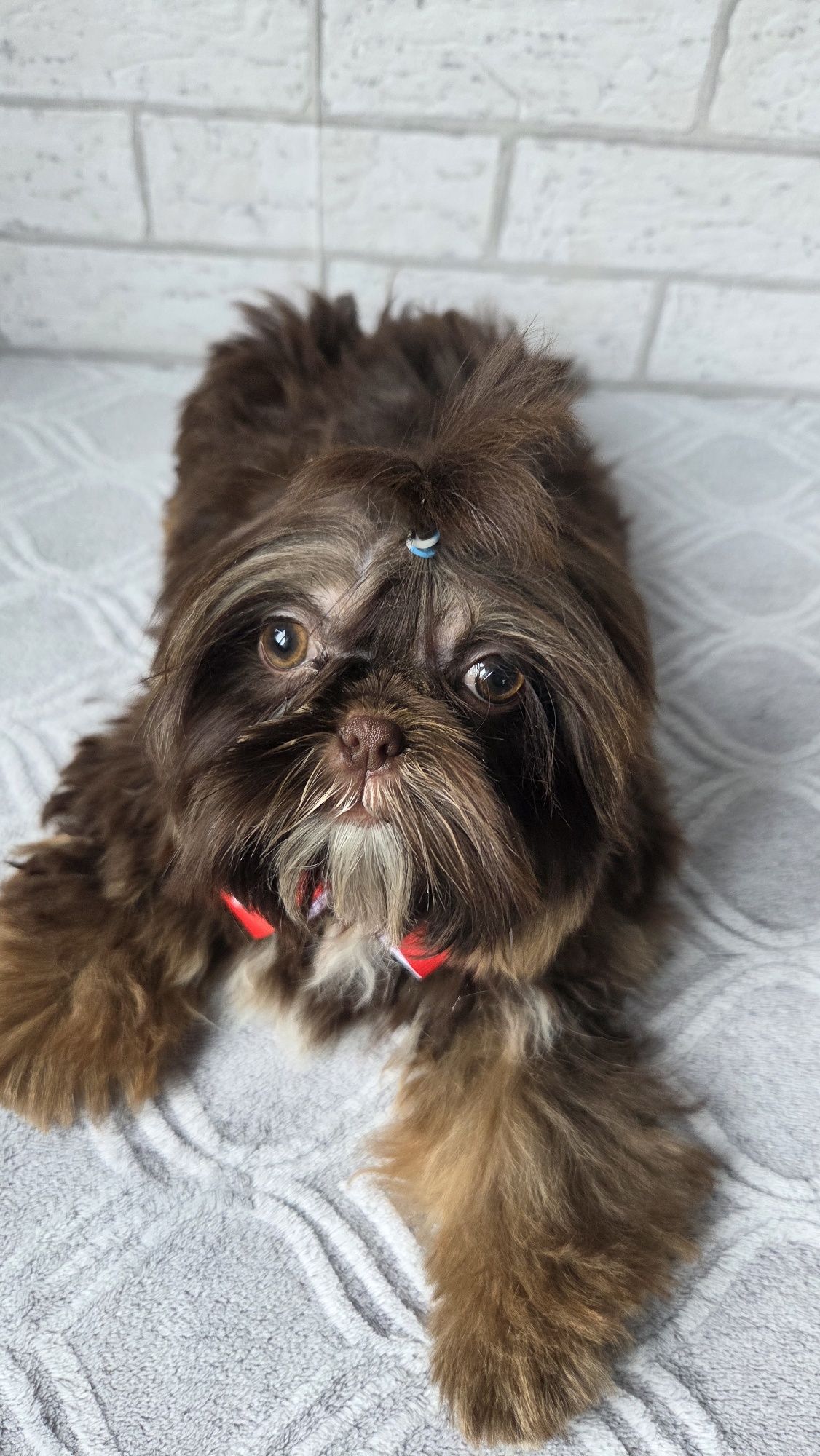 Shih Tzu  2,5 msc