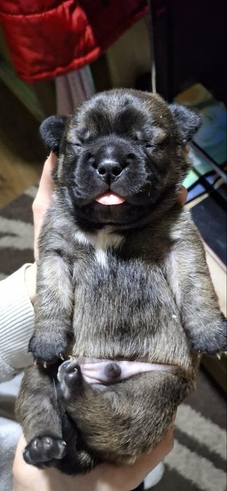 Милі слухняні дітки  чекають на  люблячих,відповідальних господарів