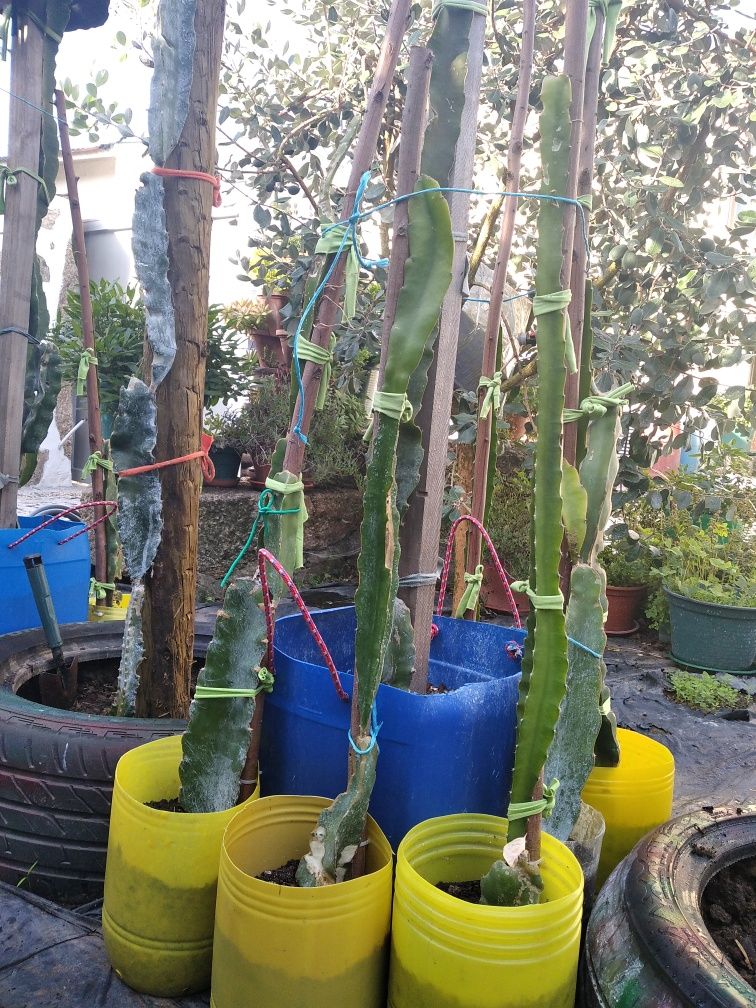 Plantas de pitaya