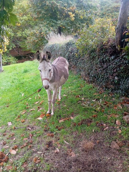 Vendo casal de burros
