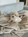 Piękny piesek Maltipoo toy