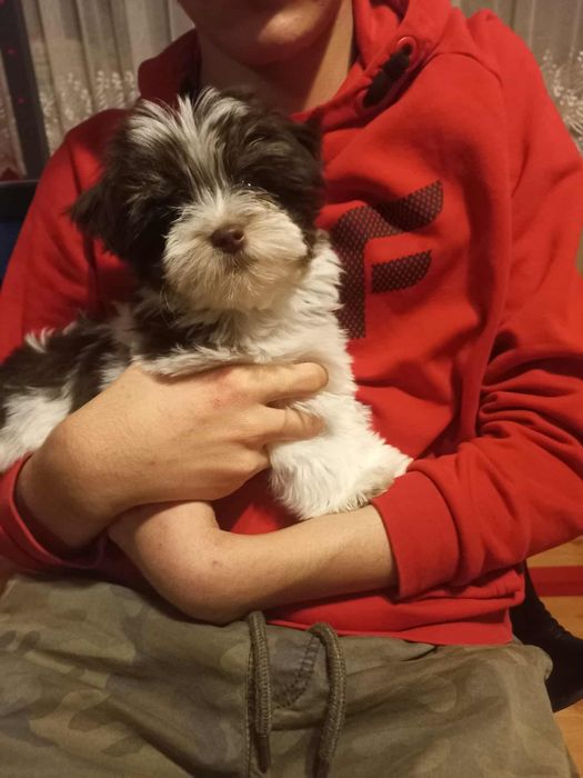 Yorkshire terrier biewer morkie york piesek