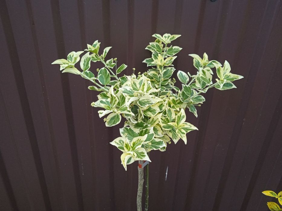 Бересклет на штамбі