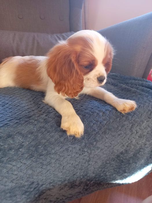 Cavalier piesek ostatni