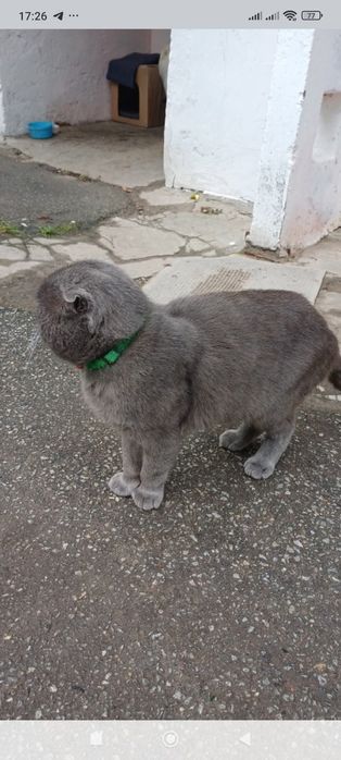 Пропал кот британец Рокоссовского