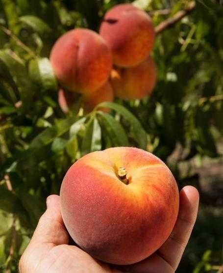 Pessegueiro RESISTENTE à LEPRA - fruto gigante