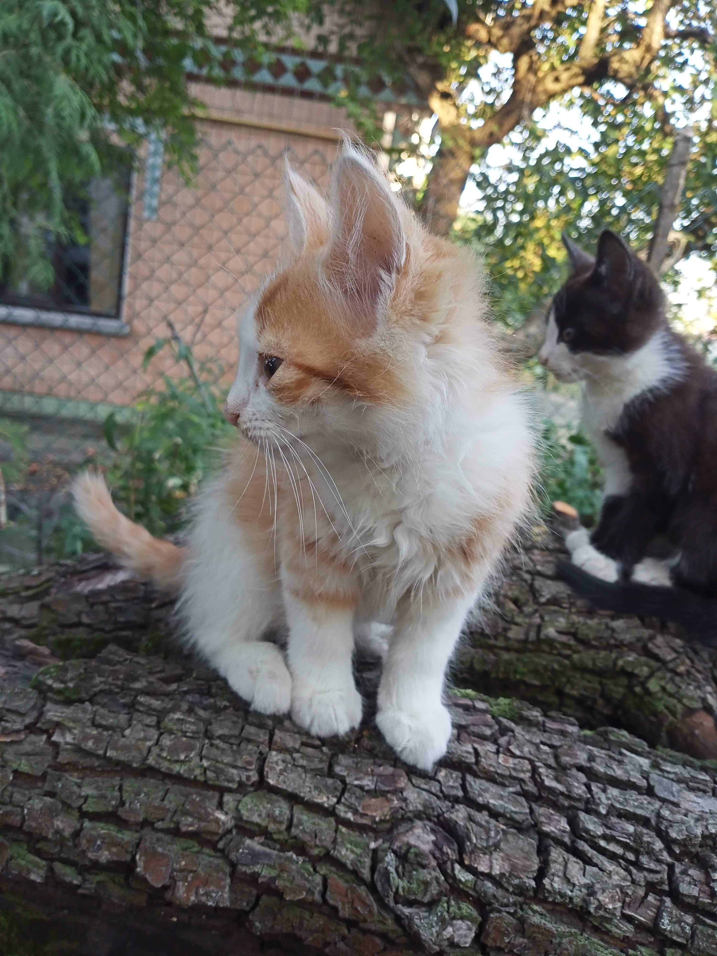 Котики в добрі руки