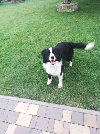 Border collie szczeniak!