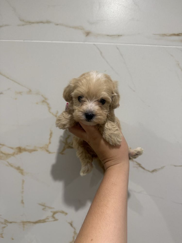 Maltipoo sunia maltanczyk pudel toy