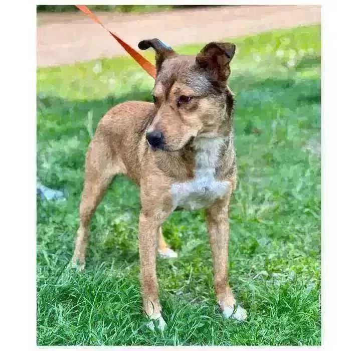 Активный пес Балу ищет дом