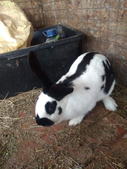 Кролики Строкач. Самка спарована 12міс.