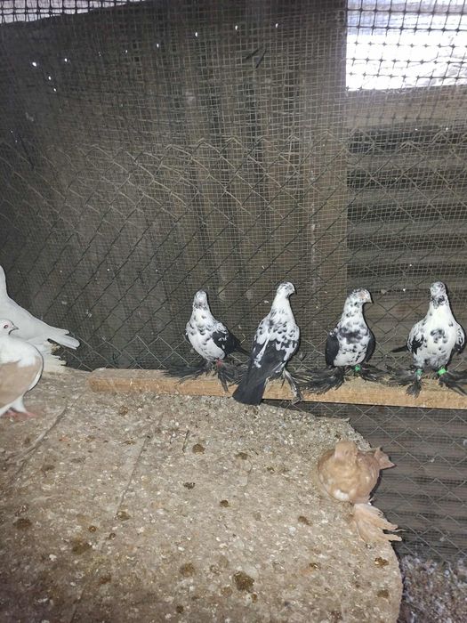 Gołębie Ozdobne Gołębie