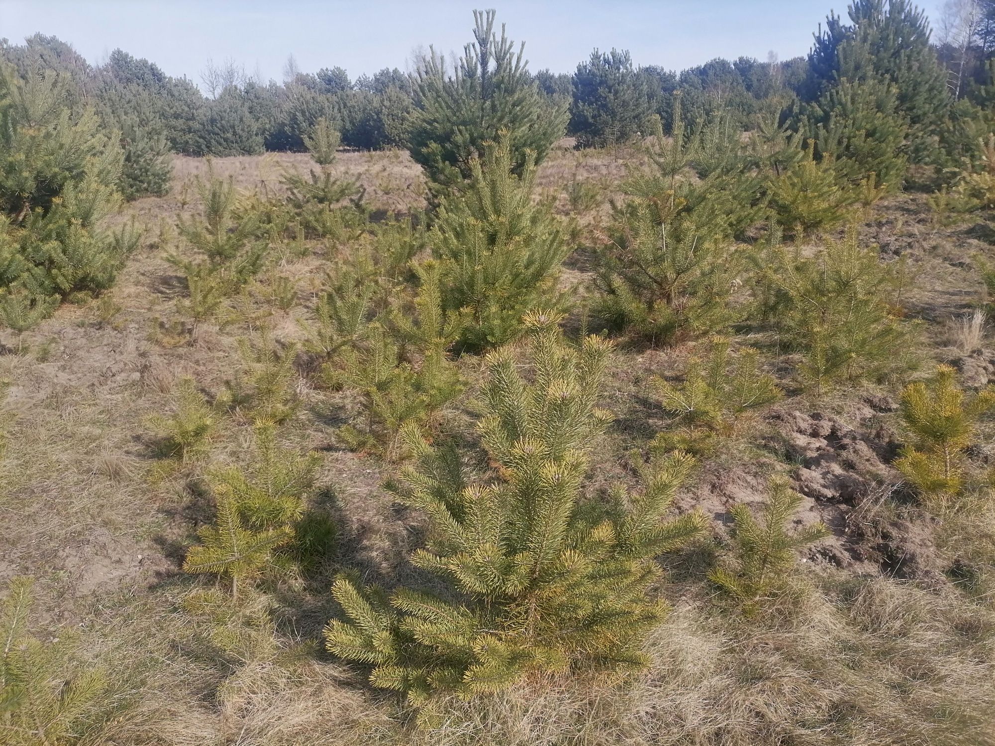 Sosna pospolita Polska drzewka 50cm-2 500cm