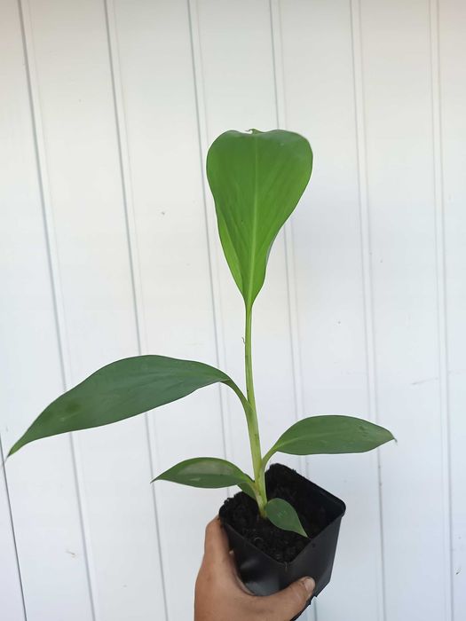 Bananowiec Musa Thousand Fingers sadzonka P7 banan 40cm
