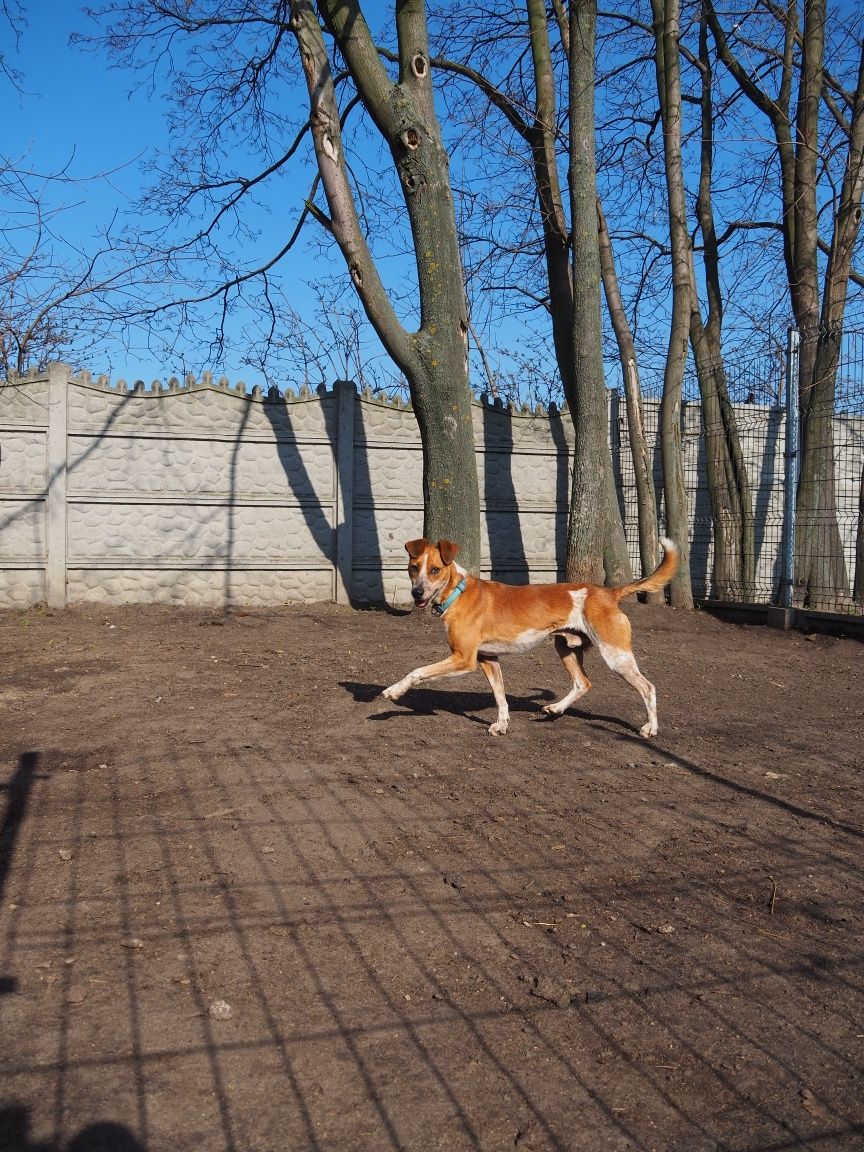 Rufus młody rudy biały pies szuka domu! Samiec schronisko Kalisz