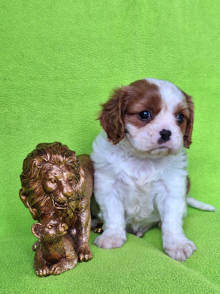 Cavalier king Cher spaniel piesek z rodowodem