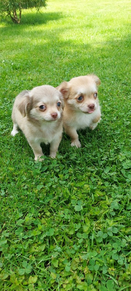 Chihuahua długowłosa szczeniak!