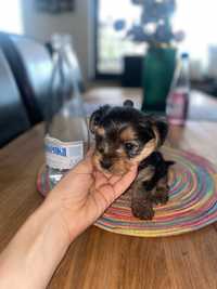 Yorkshire terrier suczka